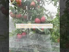 Anti Hail Nets for Apple Tree Agriculture Anti Hail Net Anti-hail Net With Pillars
