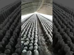 sun shade  net for shading mushroom and fungi products